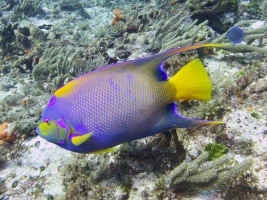 Queen Triggerfish IMG 4972